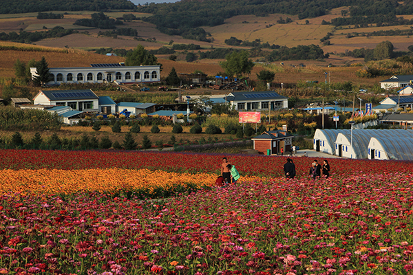 美丽花海.jpg