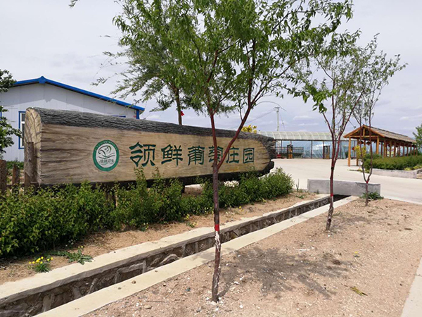领鲜葡萄.jpg