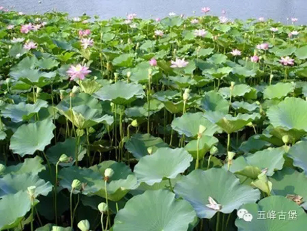 荷花池00.jpg