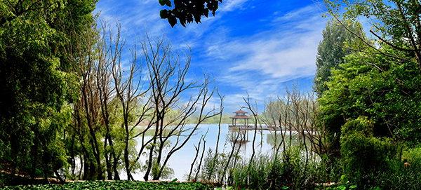 柳林湖美景.jpg