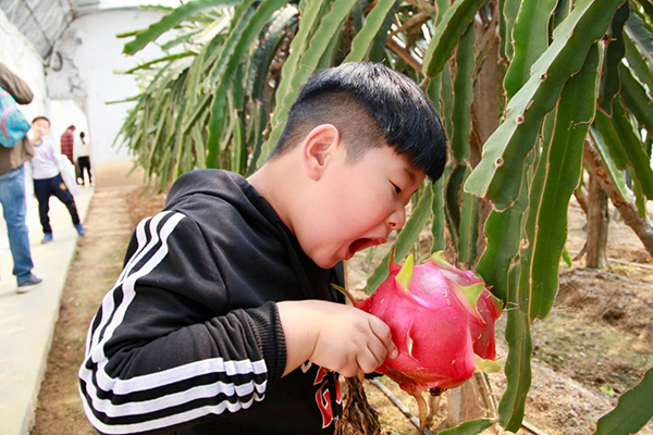 采摘火龙果.jpg