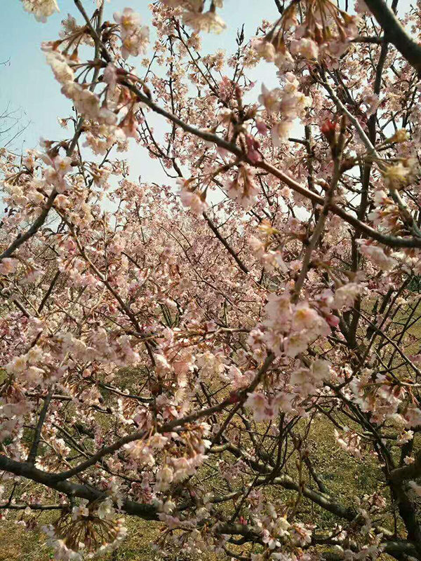 特色节庆：钱谷山有机农庄桃花开放.jpg