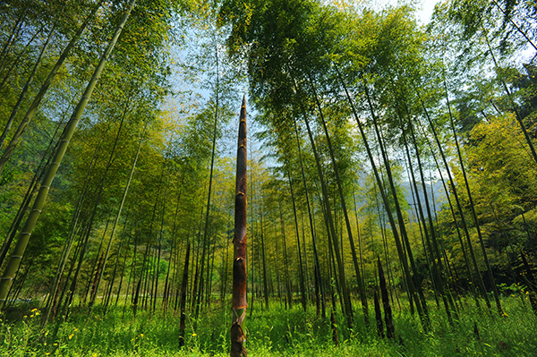 9.三峡竹海景区竹林.jpg