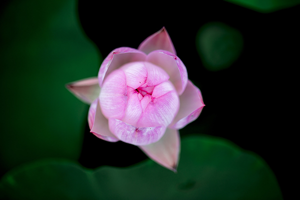 荷花特写.jpg