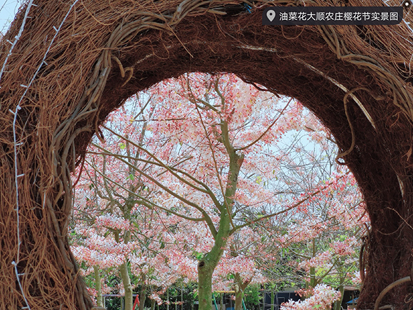 热带樱花4.jpg