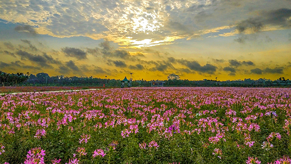 龙寿洋花海.jpg