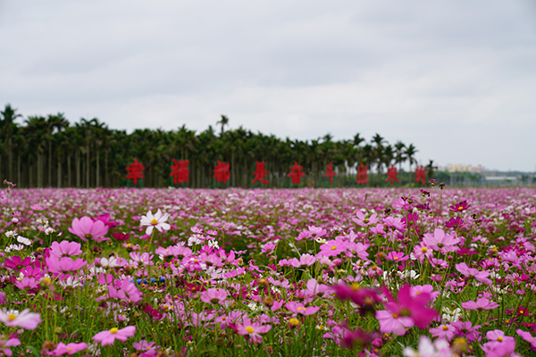 龙寿洋花海 (1).jpg