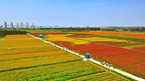 龙寿洋花海 (2).jpg