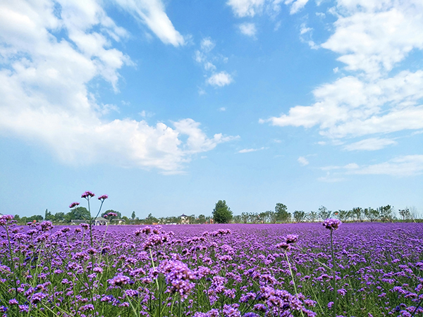 5 枝江市同心花海生态观光园-马鞭草花海.jpg