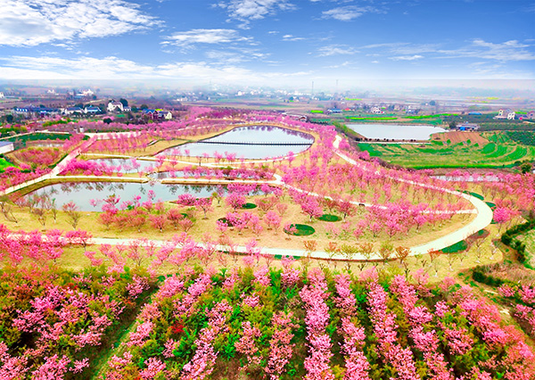 6 枝江市同心花海生态观光园-樱花园.jpg