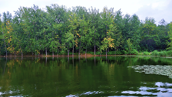台儿庄涛沟河风景区——生态湿地.JPG