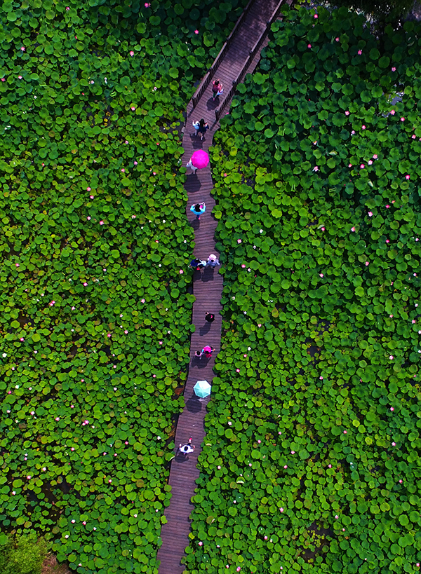 运河湿地-人在画中游.jpg