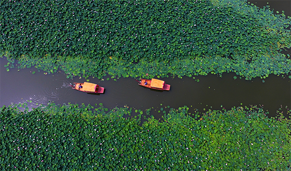 运河湿地-夏荷之路.png