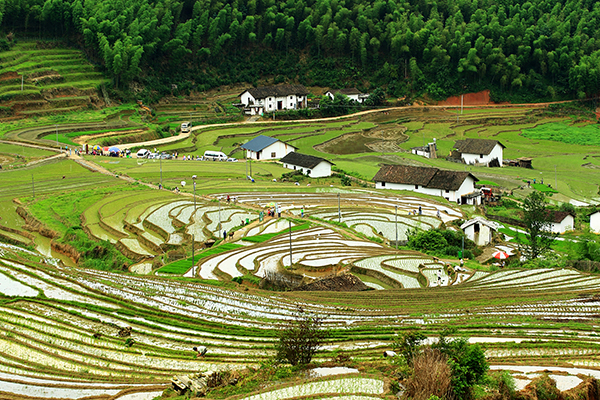 八卦田风光1.jpg