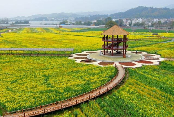 龙勾冷杉良田花海影视基地1.jpg