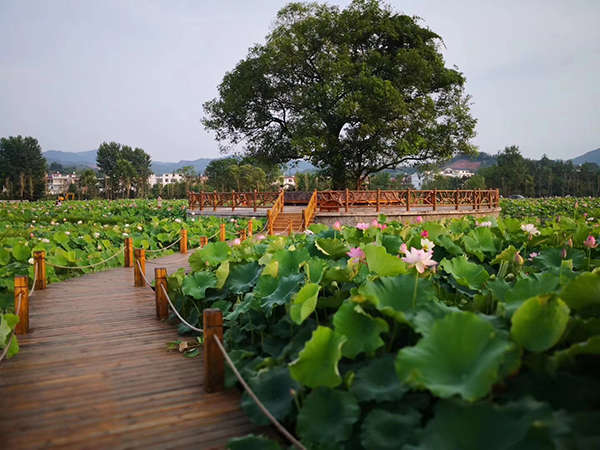 龙勾冷杉良田花海影视基地3.jpg