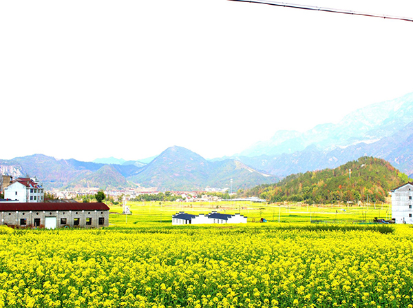 2 双庙乡金色花田.jpg