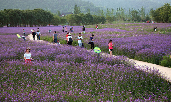 精品点2-荪湖花海局部.jpg