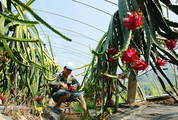 摘火龙果 (2).jpg
