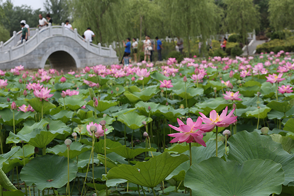 荷花湾.jpg
