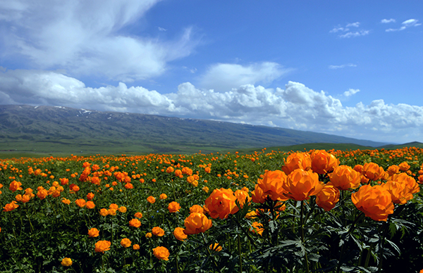 039     山花烂漫(1).jpg