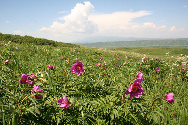 芍药花.jpg
