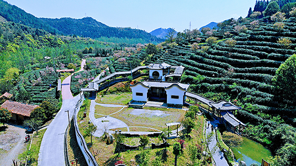 茶园一角（益龙芳） .jpg