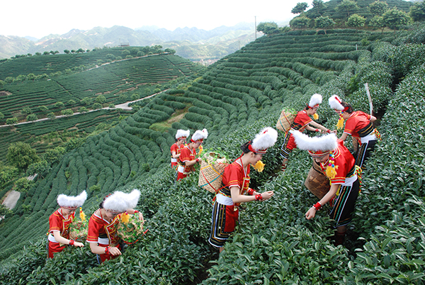 5.铁观音茶叶基地.JPG