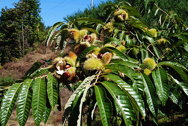 9天堂和美生态园板栗种植基地（罗田标准化板栗种植示范基地，已连续举办四届板栗采摘节，采摘期为8月下旬-9月下旬）.jpg