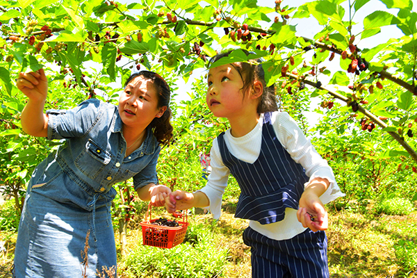 12天堂和美生态园桑葚种植基地（桑葚采摘期为4-6月份）.jpg