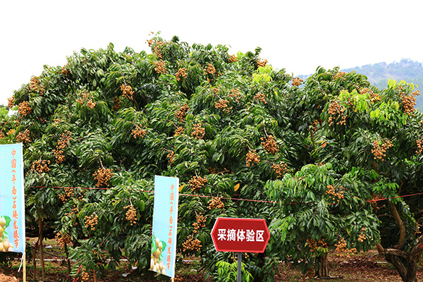 休闲采摘.JPG