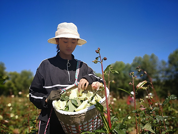 图片3：田园综合体种植基地金花葵采摘.jpg