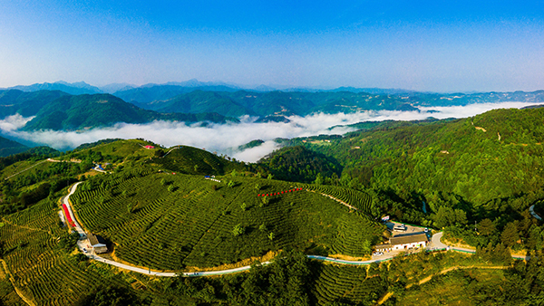 茶园全景.jpg