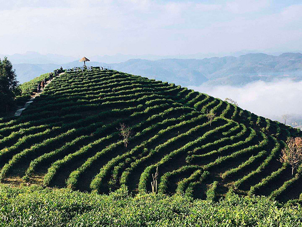 茶园一隅.jpg