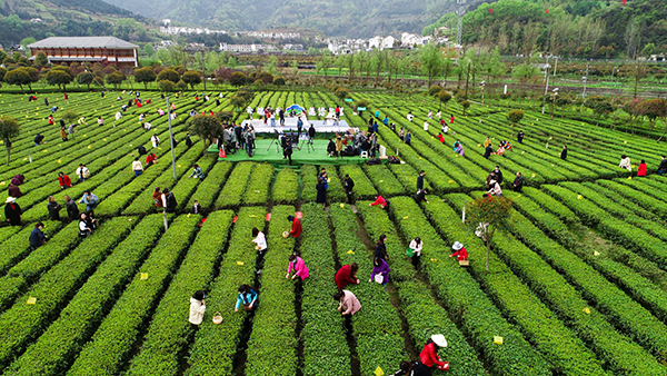 龙头村茶园.jpg