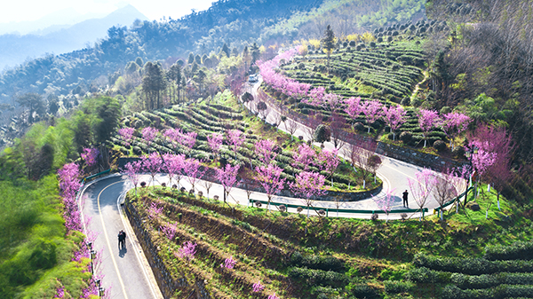 女娲银峰茶山.jpg