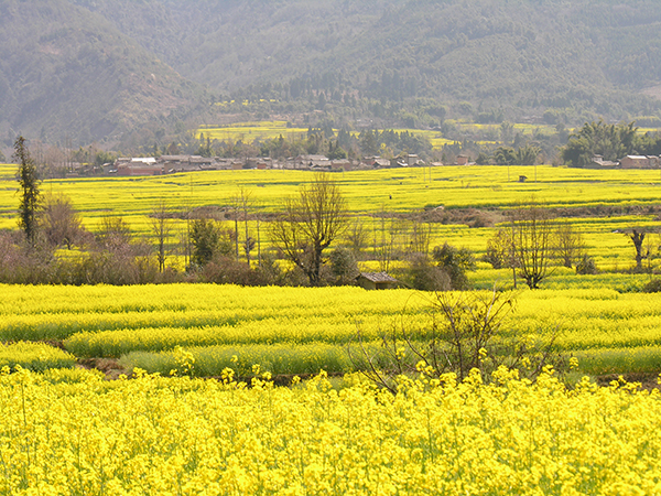 图八；油菜.JPG