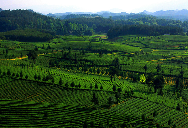凤冈茶海之心  （罗逸 摄）2009年5月.jpg