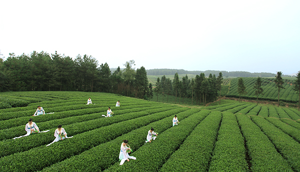 凤冈仙人岭生态茶园（敖克模 摄）2009年9月.JPG