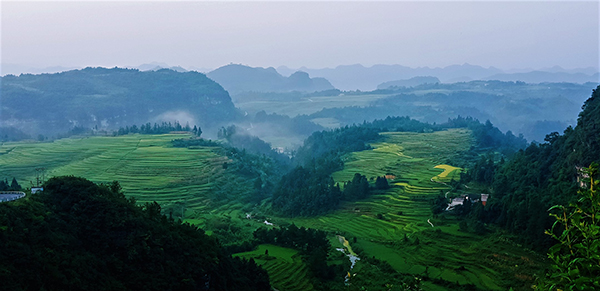 夏天的司头梯田.jpg
