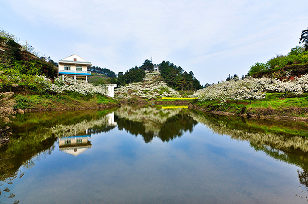 梨花繁茂福满山.jpg