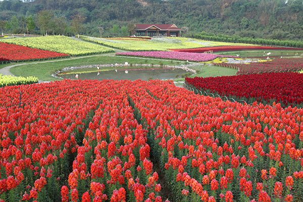 蜀南花海3.JPG