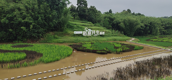 稻鱼共生基地.jpg