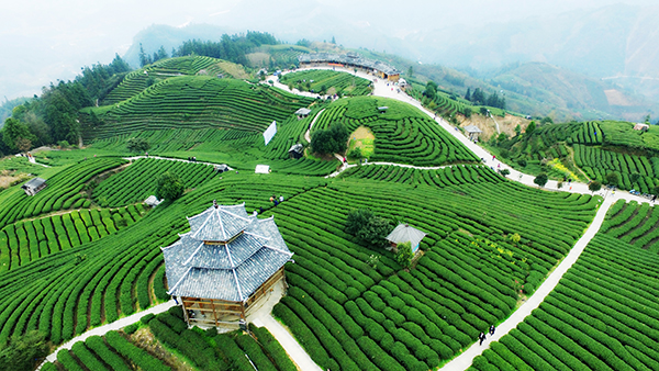 仙人山景区生态茶园.JPG