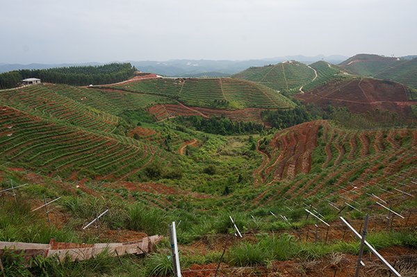 1云山谷葡萄基地.JPG