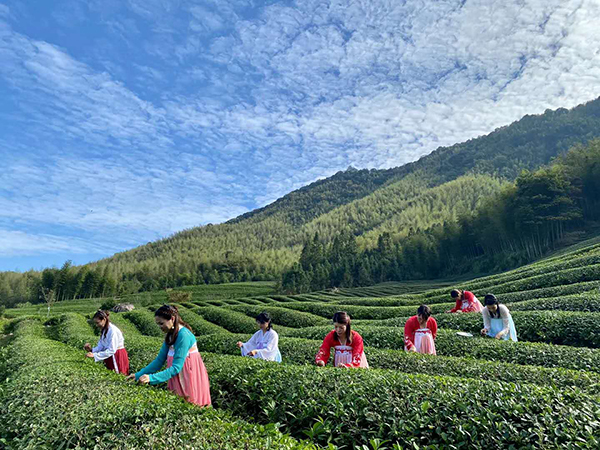 生态茶园2.jpg