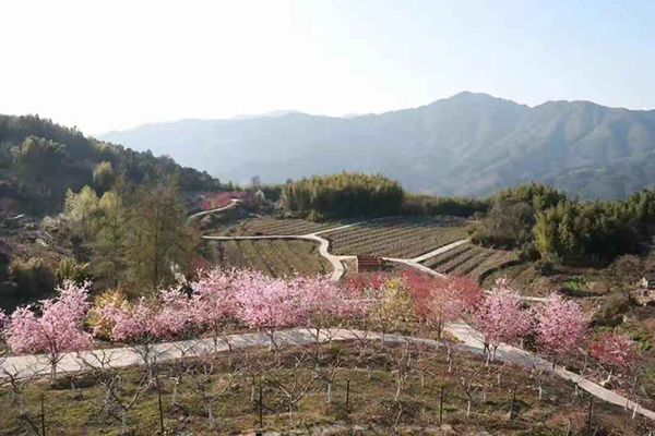 桃园风光.jpg