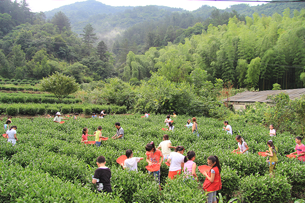 图片11：安徽省岳西县彩虹瀑布采茶体验.JPG