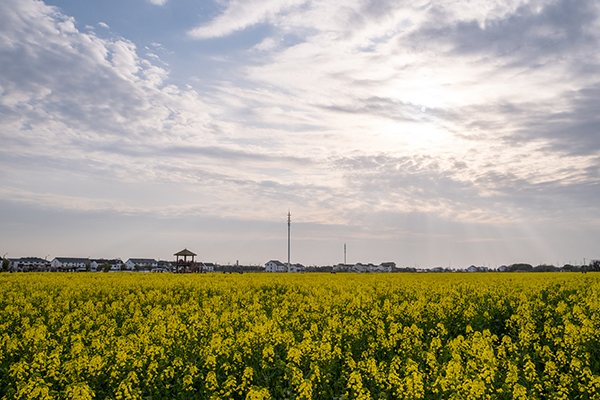 稻香公园油菜花海.jpg