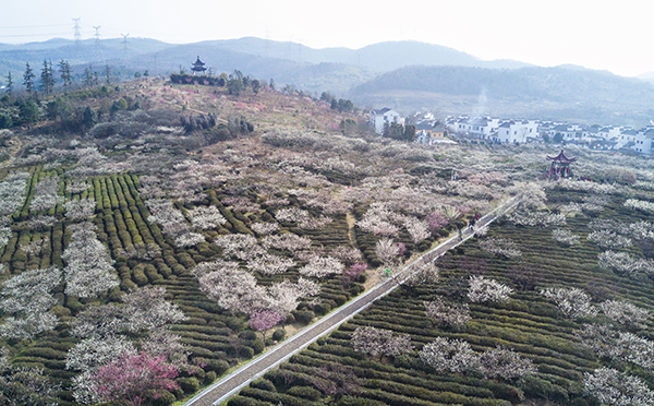 梅花山俯瞰1.jpg